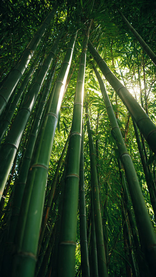 Everyday Wear, Redefined – The Comfort and Performance of Greyn