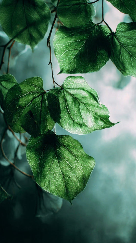 Greyn — Where Grey Meets Green